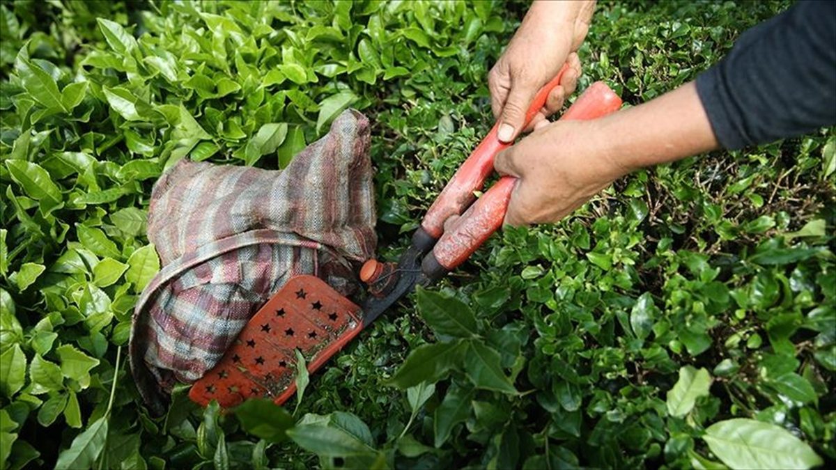 Türkiye'den ocak-mart döneminde yapılan çay ihracatı önceki yılın aynı dönemine