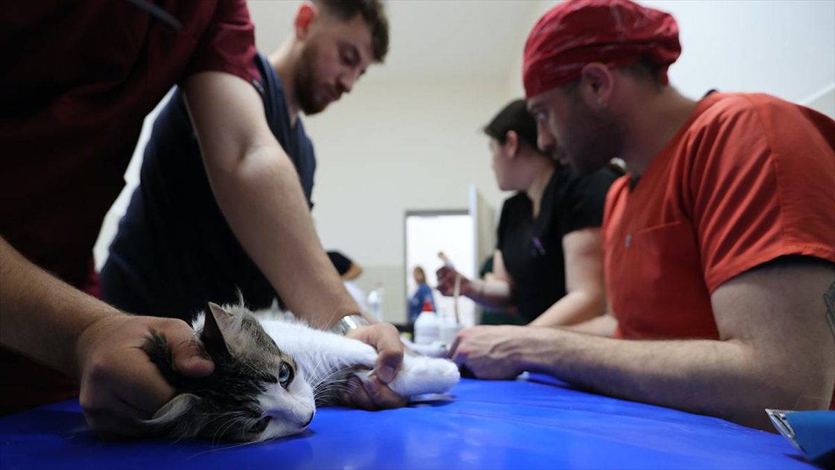 Ondokuz Mayıs Üniversitesi Veteriner Fakültesi Yabani Hayvan Hastalıkları Ana Bilim