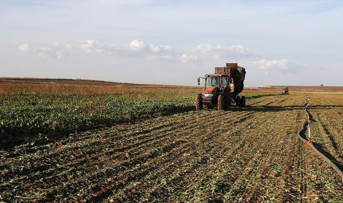 Türkiye Şeker Fabrikaları AŞ'nin (Türkşeker) çalışması sonucu bir ilk gerçekleşti