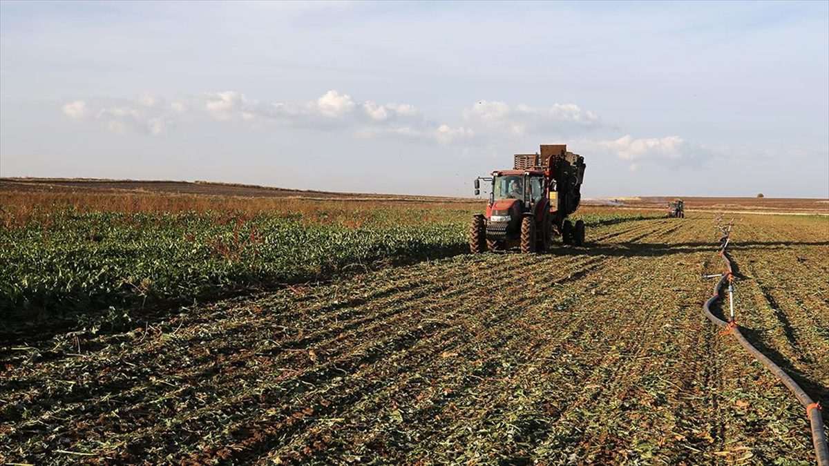 Türkiye Şeker Fabrikaları AŞ'nin (Türkşeker) çalışması sonucu bir ilk gerçekleşti