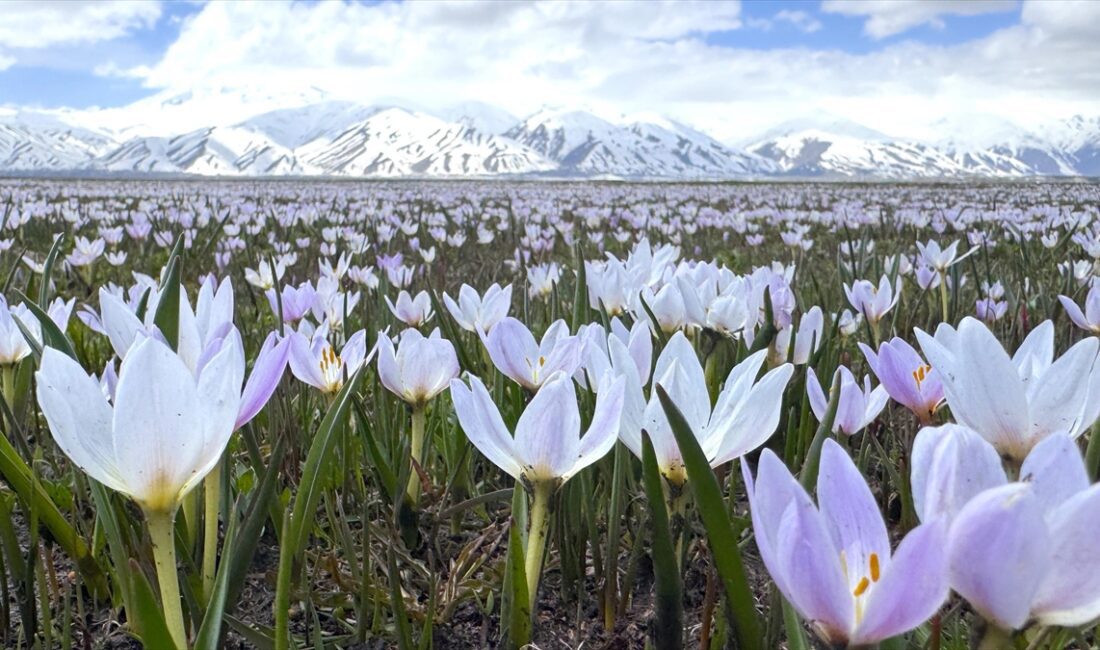 HAKKARI (AA) – Hakkari’nin Yüksekova ilçesinde çetin geçen kışın ardından