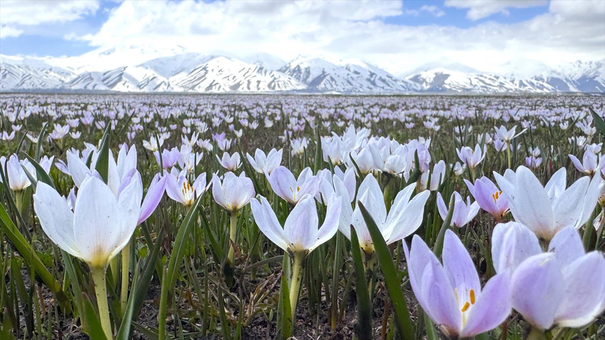 HAKKARI (AA) – Hakkari’nin Yüksekova ilçesinde çetin geçen kışın ardından