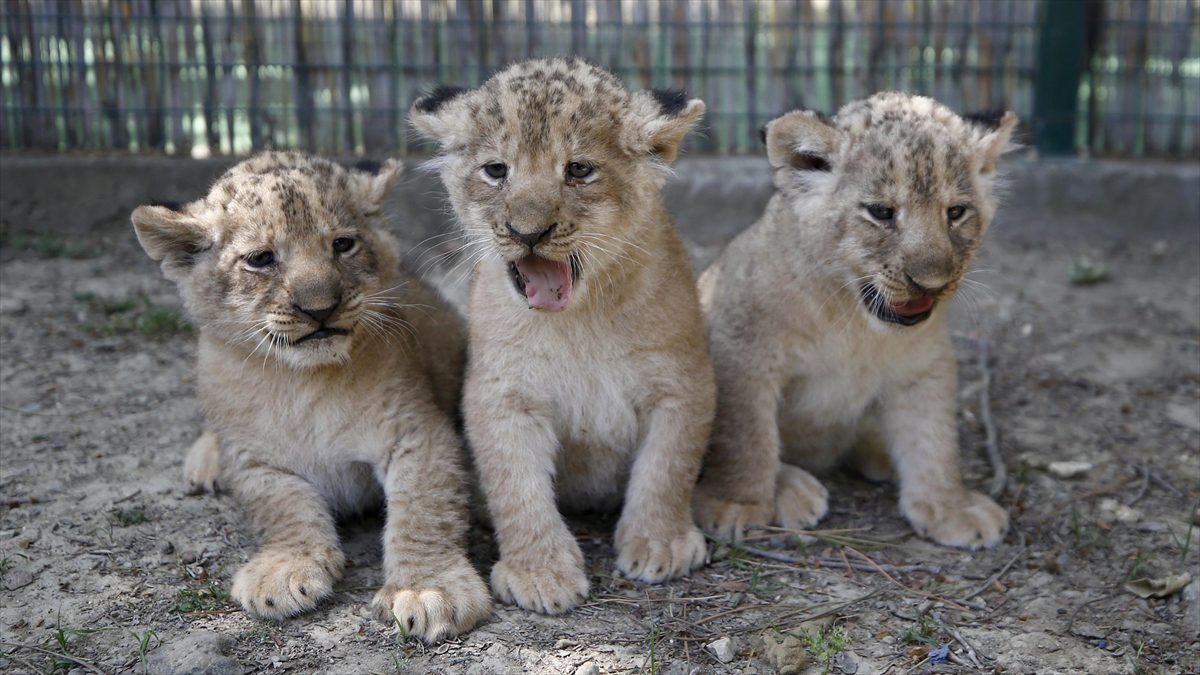 Antalya’da dünyaya gelen üç aslan yavrusuna Galatasaraylı isim önerileri