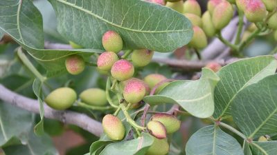 Antepfıstığı Araştırma Enstitüsü Müdürü Ahmet Şahan, "Arazi gözlemlerine baktığımızda Antep