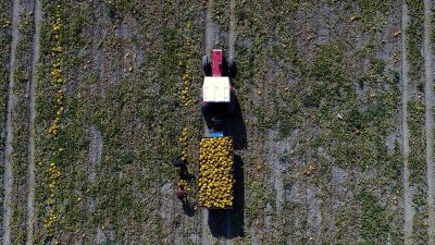 Türkiye'de üretim miktarının, bu yılın ilk tahmininde geçen yıla göre