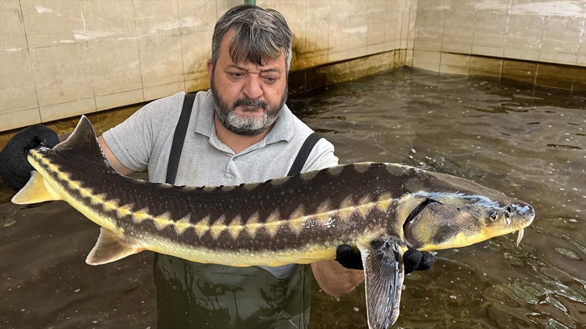 BOLU (AA) – Yaklaşık 20 hektar büyüklüğünde, 400 metrekare kapalı