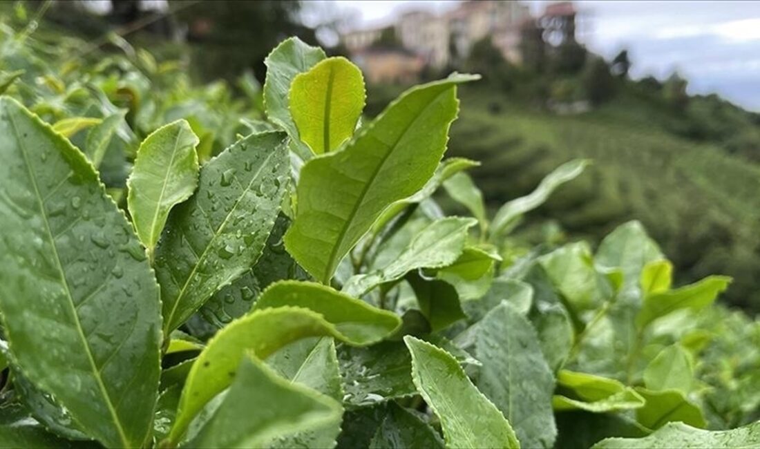 Çay İşletmeleri Genel Müdürlüğünce (ÇAYKUR), Doğu Karadeniz'de 2024 yılı yaş