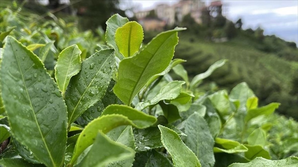 Çay İşletmeleri Genel Müdürlüğünce (ÇAYKUR), Doğu Karadeniz'de 2024 yılı yaş
