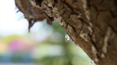 İzmir'in Çeşme ilçesinde yetişen damla sakızı, coğrafi işaret tescil belgesi