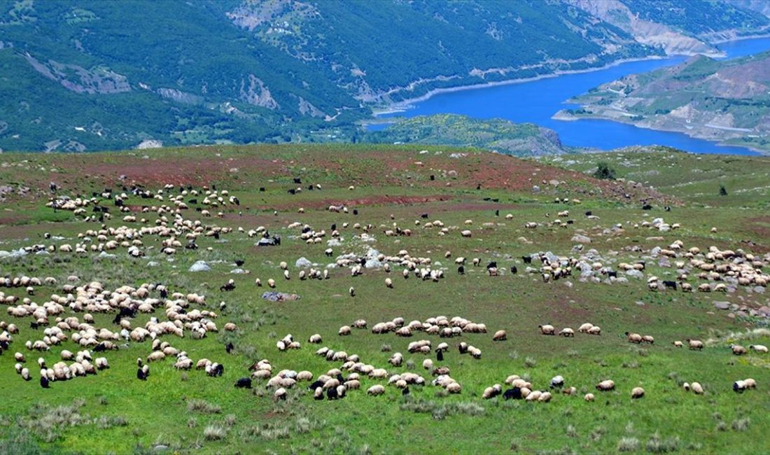 Kışın havanın sıcak olduğu illere giden göçerler, yazın konaklayacakları Muş'taki