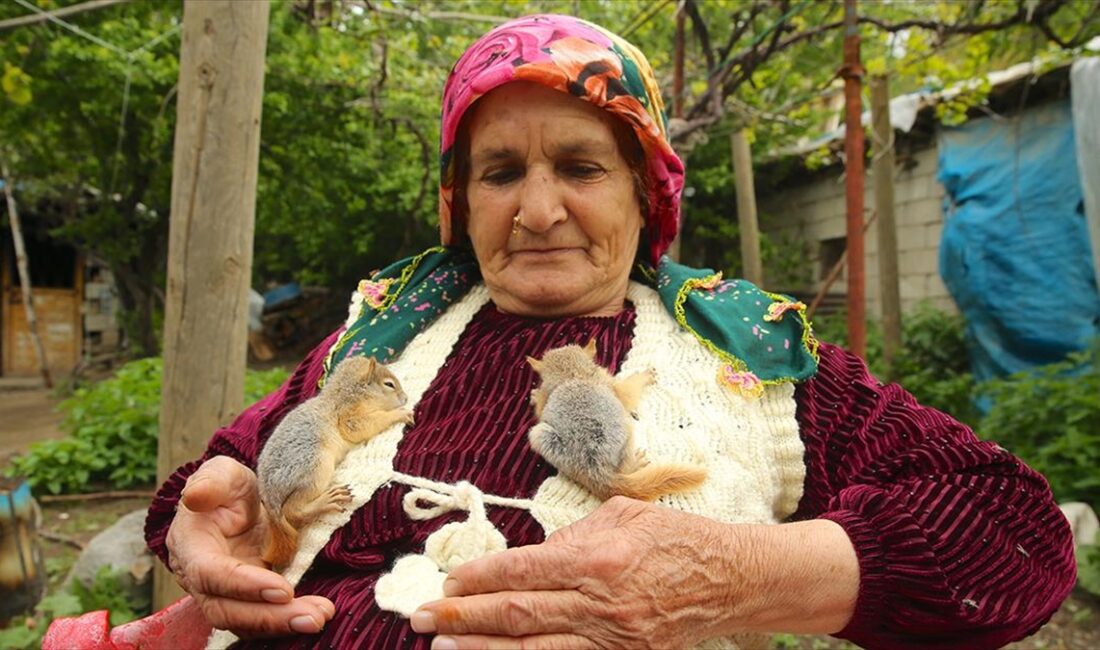 Hakkari'nin Durankaya beldesinde Ayva ailesi, tarlada bitkin buldukları 2 sincap