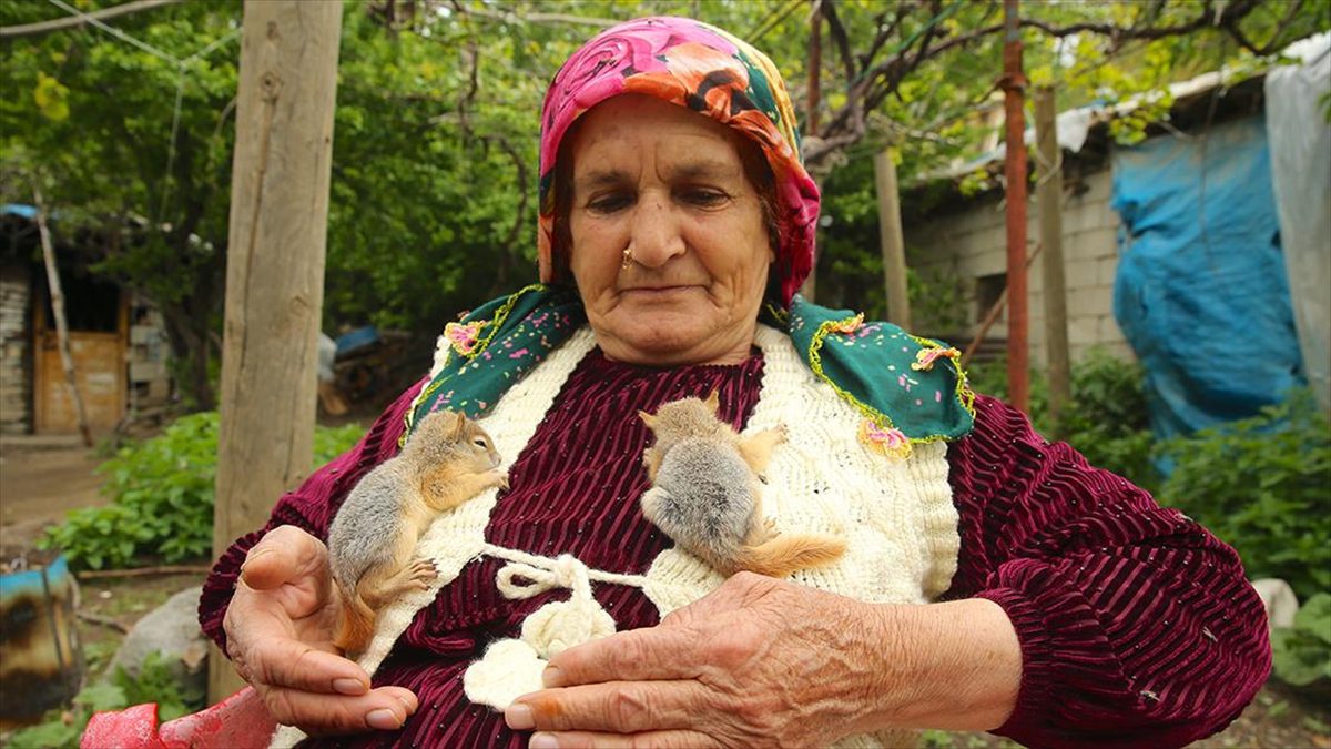 Hakkari'nin Durankaya beldesinde Ayva ailesi, tarlada bitkin buldukları 2 sincap