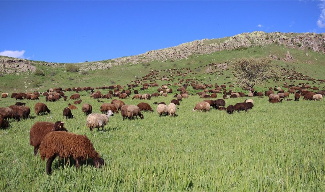 Türkiye Koyun Keçi Yetiştiricileri Merkez Birliği Genel Başkanı Nihat Çelik,