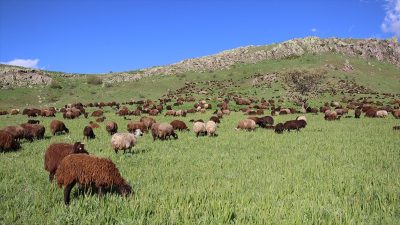 Türkiye Koyun Keçi Yetiştiricileri Merkez Birliği Genel Başkanı Nihat Çelik,