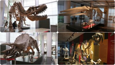 60 yılda toplanan 250 bin birey ile 10 bin türden