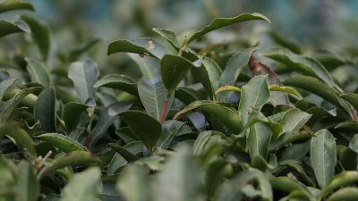 Rize'den yılın ocak-nisan döneminde yapılan çay ihracatı yüzde 13 artarak