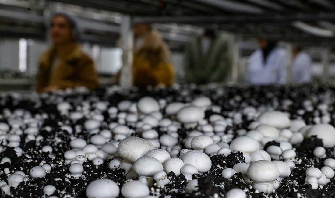 Bitkisel veya hayvansal üretimde 300 bin liraya kadar yüzde 100