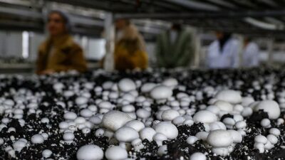 Bitkisel veya hayvansal üretimde 300 bin liraya kadar yüzde 100