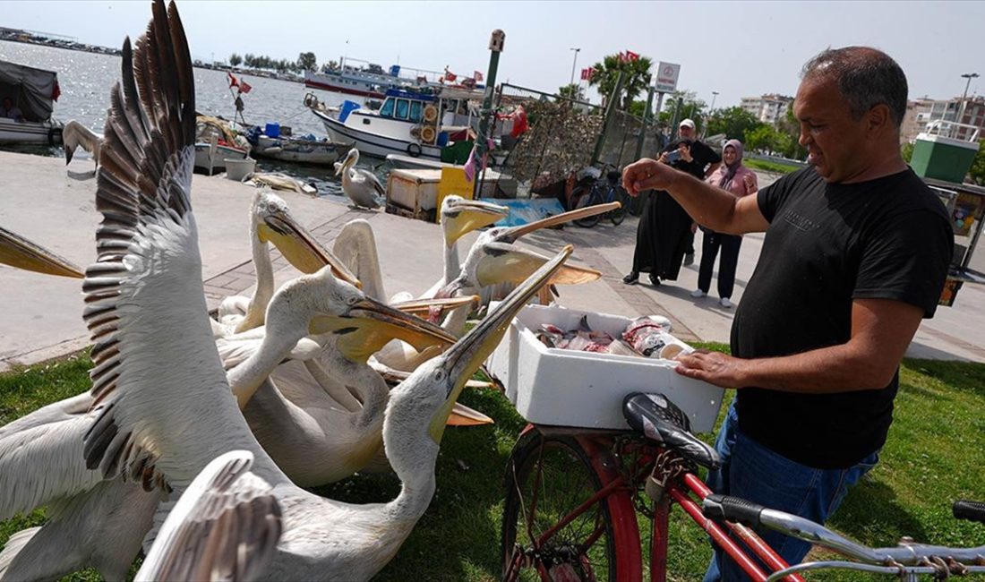 İzmir'de 56 yaşındaki emekli Bedii Akson, Gediz Deltası'nda yaşayan ve