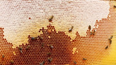 Türkiye'den ocak-nisan döneminde yapılan bal ihracatının tutarı 11 milyon 477