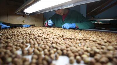 Türkiye, 2023-2024 fındık ihracat sezonunun 8 aylık döneminde 1 milyar