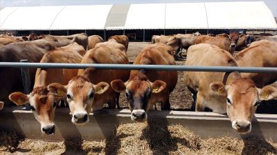 Türkiye Süt Üreticileri Merkez Birliği Yönetim Kurulu Başkanı Keskin, "Kredi