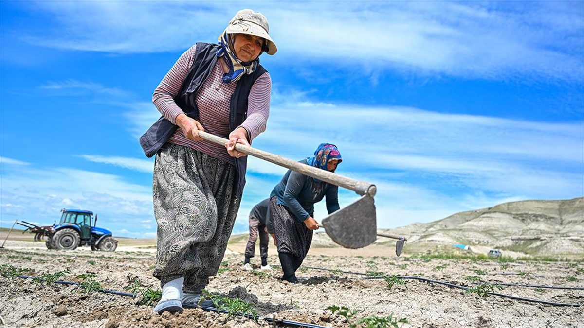 Yerli ata tohumlarını yıllar sonra toprakla buluşturan Ayaşlı kadın girişimcilerin
