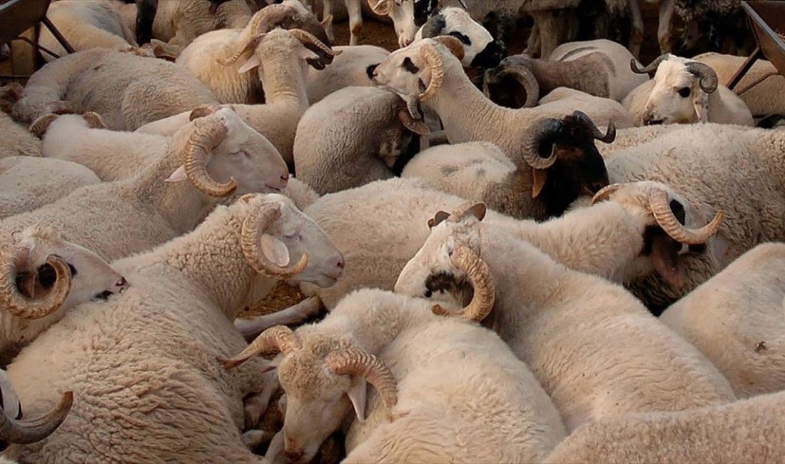 ANKARA (AA) – Kurban Bayramı’nın yaklaşmasıyla hayvan pazarlarının yanı sıra