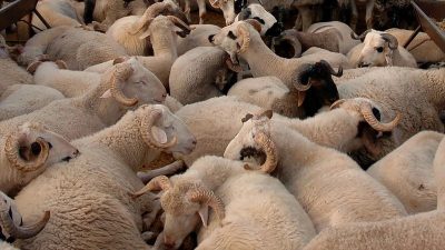 ANKARA (AA) – Kurban Bayramı’nın yaklaşmasıyla hayvan pazarlarının yanı sıra