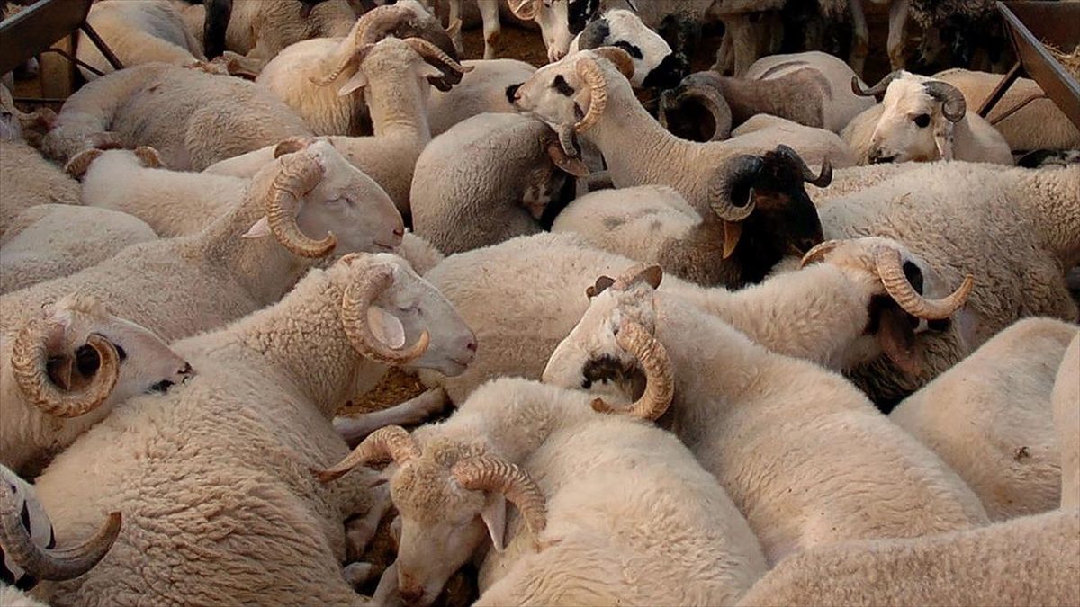 ANKARA (AA) – Kurban Bayramı’nın yaklaşmasıyla hayvan pazarlarının yanı sıra