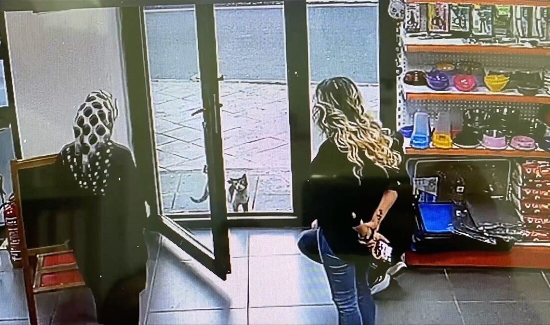 Kulağında kanamalı polip tespit edilen kedinin kliniğin kapısına geldiği ve