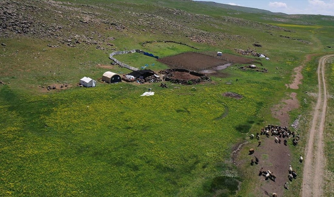 AĞRI (AA) – Taşlıçay ilçesine 30 kilometre uzaklıktaki zengin bitki