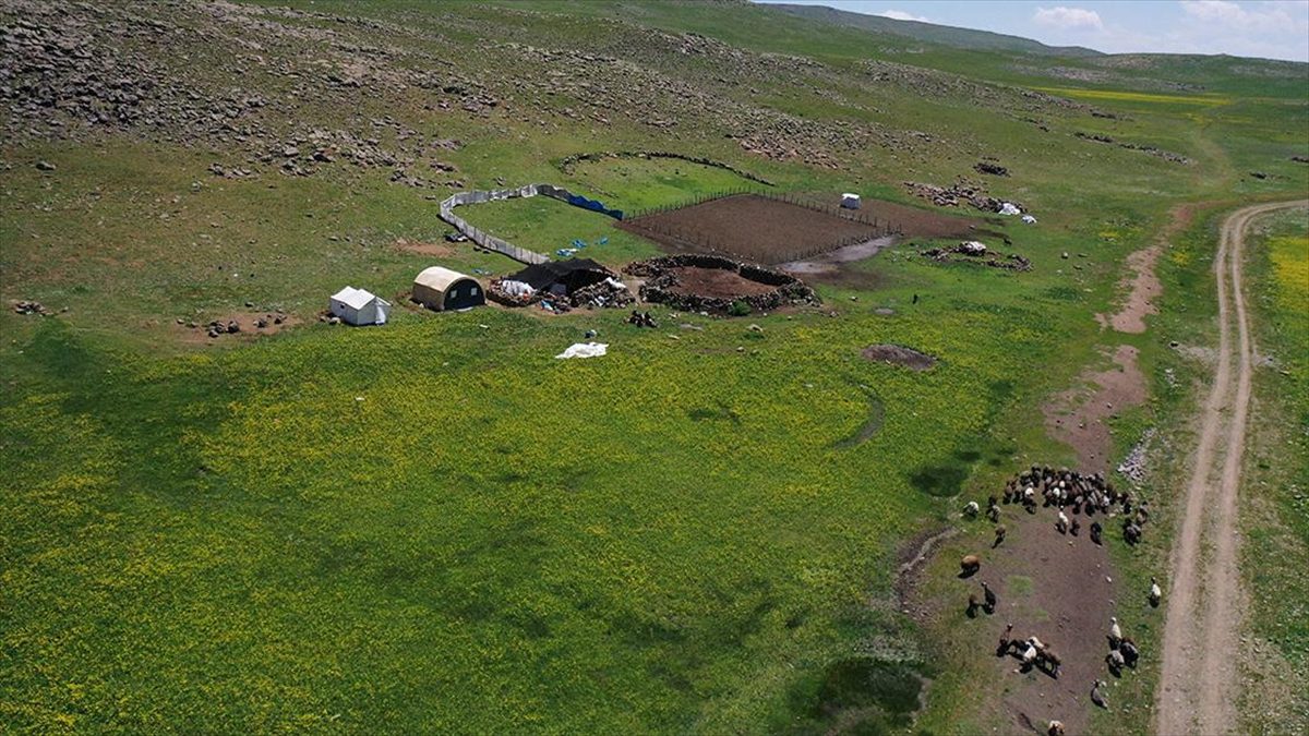 AĞRI (AA) – Taşlıçay ilçesine 30 kilometre uzaklıktaki zengin bitki