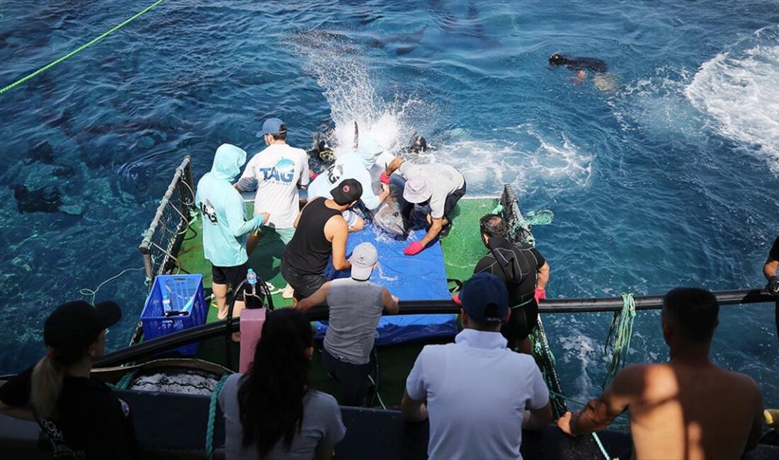 ANTALYA (AA) – Uluslararası Atlantik Orkinosunu Koruma Komisyonunun (ICCAT) “Atlantik