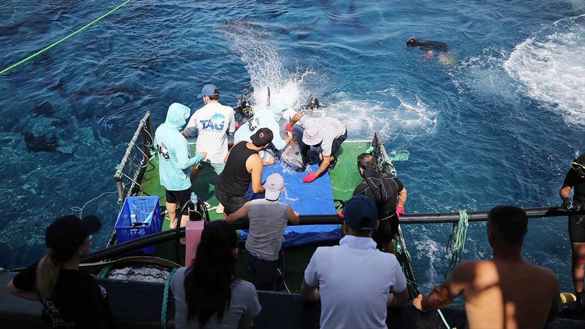 ANTALYA (AA) – Uluslararası Atlantik Orkinosunu Koruma Komisyonunun (ICCAT) “Atlantik
