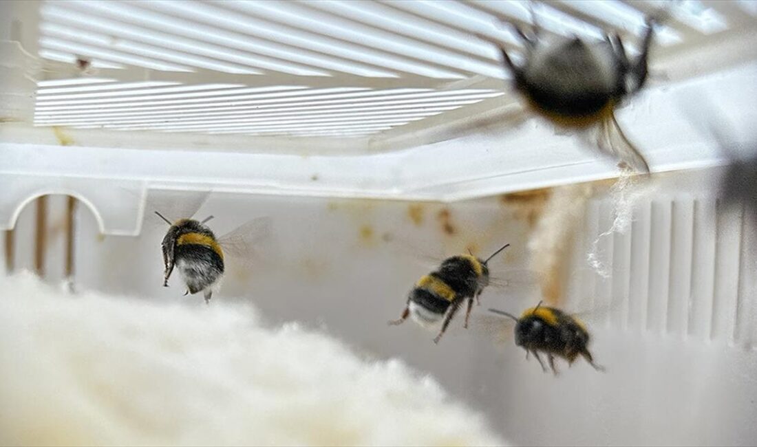Antalya'dan Iğdır'a getirilerek seralara yerleştirilen "bombus terrestis" arıları sayesinde, kentteki