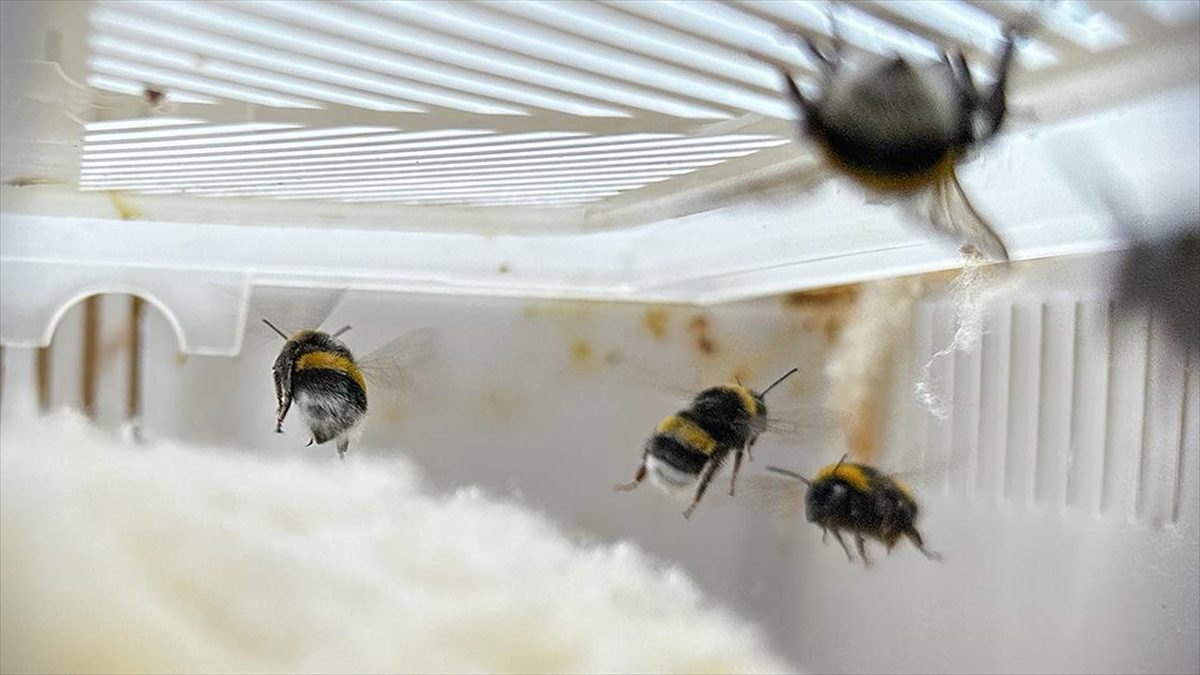Antalya'dan Iğdır'a getirilerek seralara yerleştirilen "bombus terrestis" arıları sayesinde, kentteki