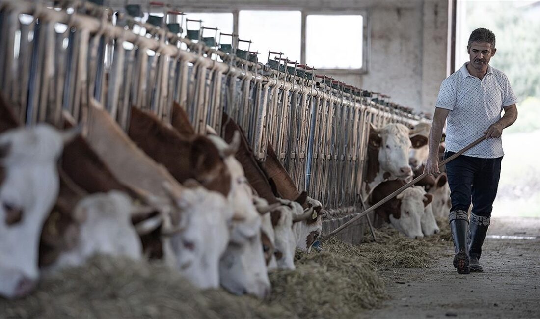 Türkiye Kırmızı Et Üreticileri Merkez Birliği Başkanı Tunç, Tarım ve