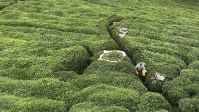 Çay İşletmeleri Genel Müdürlüğünce (ÇAYKUR), mayısta alınan yaş çay bedelinin