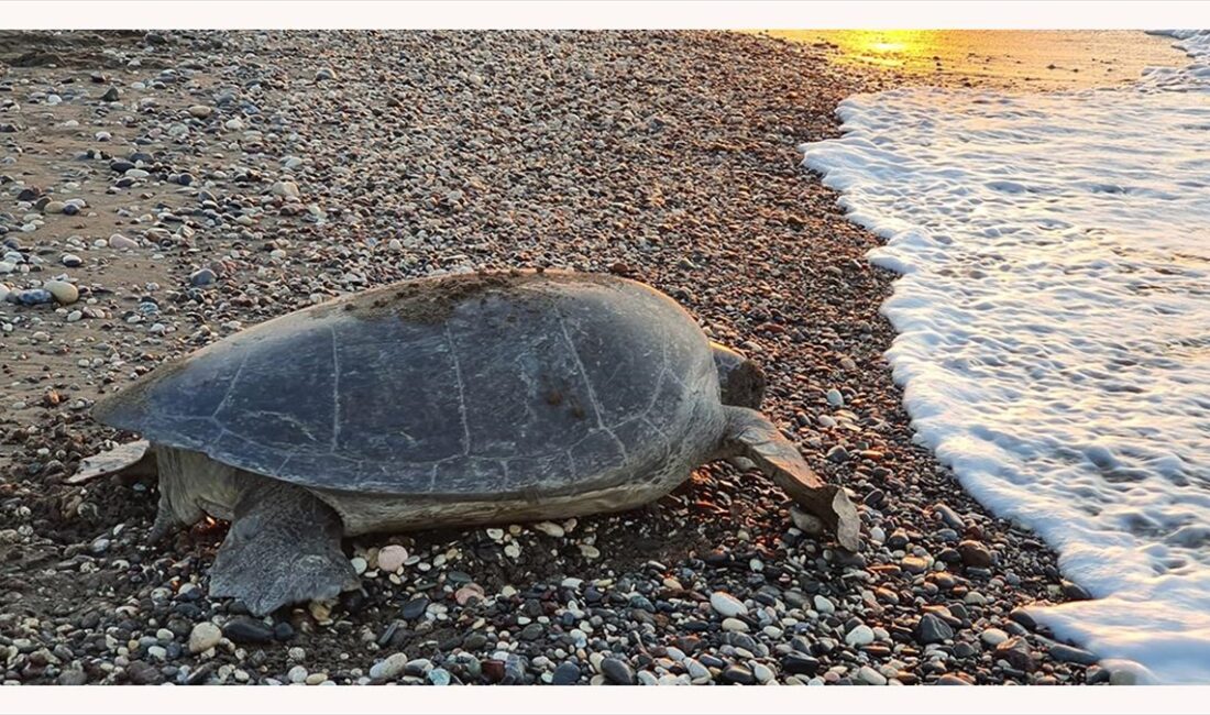 Yeşil deniz kaplumbağaları ve caretta carettalar, Mersin'in bazı kumsallarına yumurta