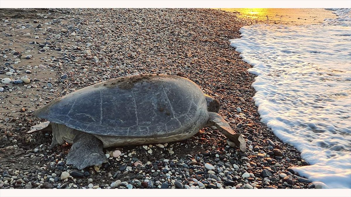 Yeşil deniz kaplumbağaları ve caretta carettalar, Mersin'in bazı kumsallarına yumurta
