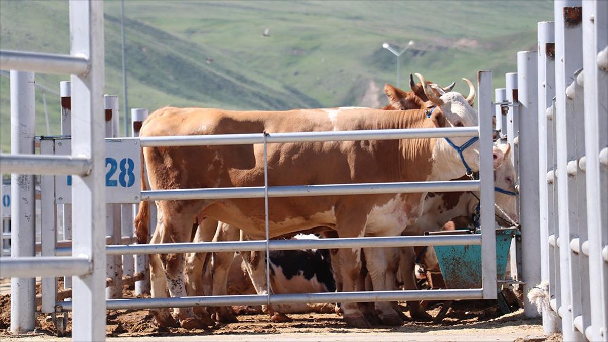 Zengin yayla ve meralara sahip olan Doğu Anadolu'da yetiştirilen hayvanların