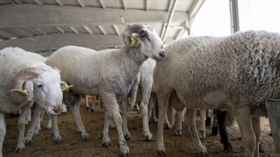 TÜDKİYEB Genel Başkanı Nihat Çelik, vatandaşlara kurbanlık satın alacaklara çağrı