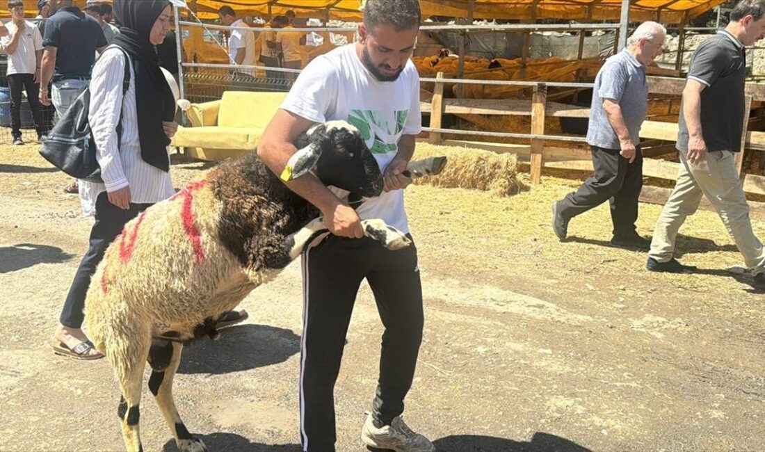 ISTANBUL (AA) – Kentteki kurban pazarlarında büyükbaş hayvanların çoğunluğu satıldı,