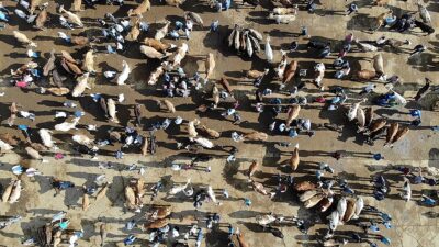 Tarım ve Orman Bakanlığının ilgili kuruluşu Et ve Süt Kurumu