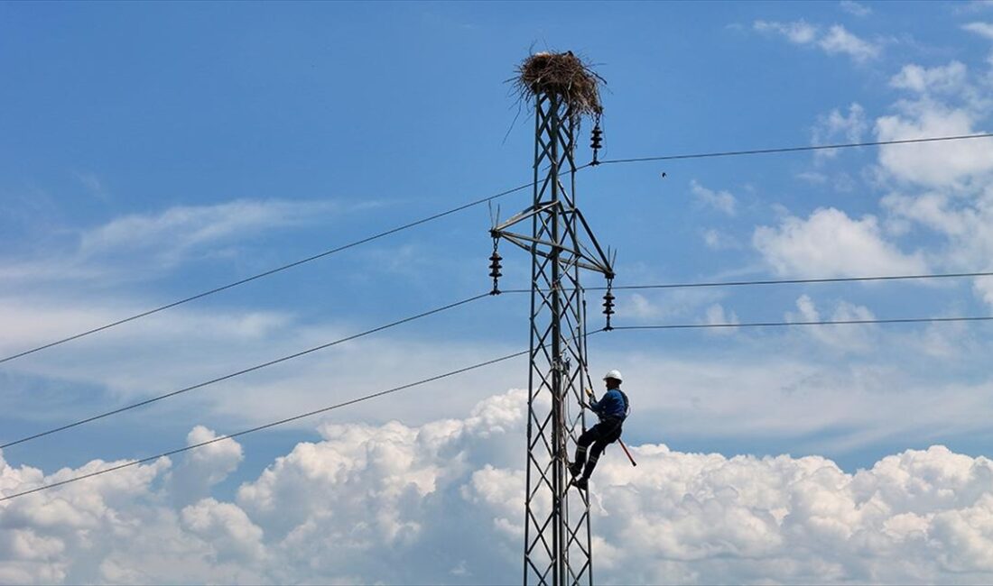 Fırat Elektrik Dağıtım AŞ ekipleri, Bingöl'de elektrik direklerine yuva yapan