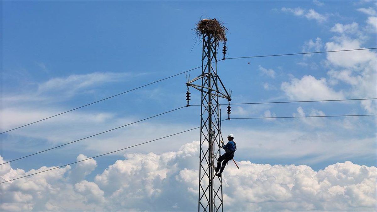 Fırat Elektrik Dağıtım AŞ ekipleri, Bingöl'de elektrik direklerine yuva yapan