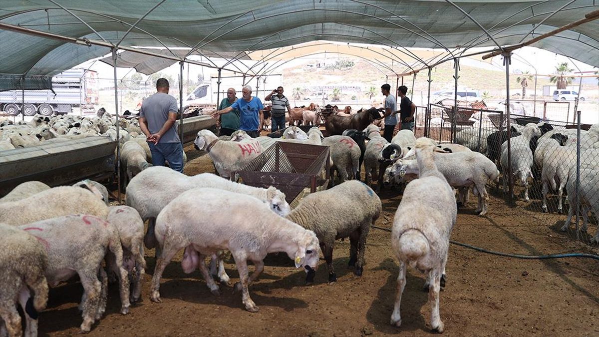 Doğu Akdeniz'in önemli küçükbaş üretim merkezlerinden Mersin'de, Kurban Bayramı dolayısıyla