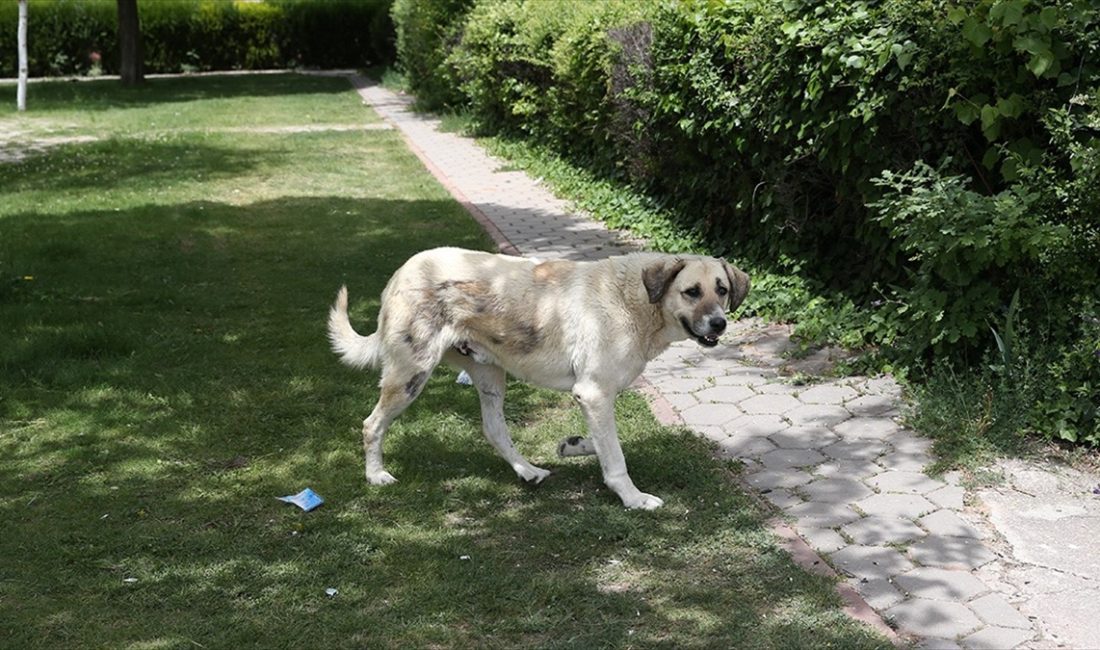 Türkiye'de uzun zamandır gündemde yer alan sahip köpekler ve saldırılarına