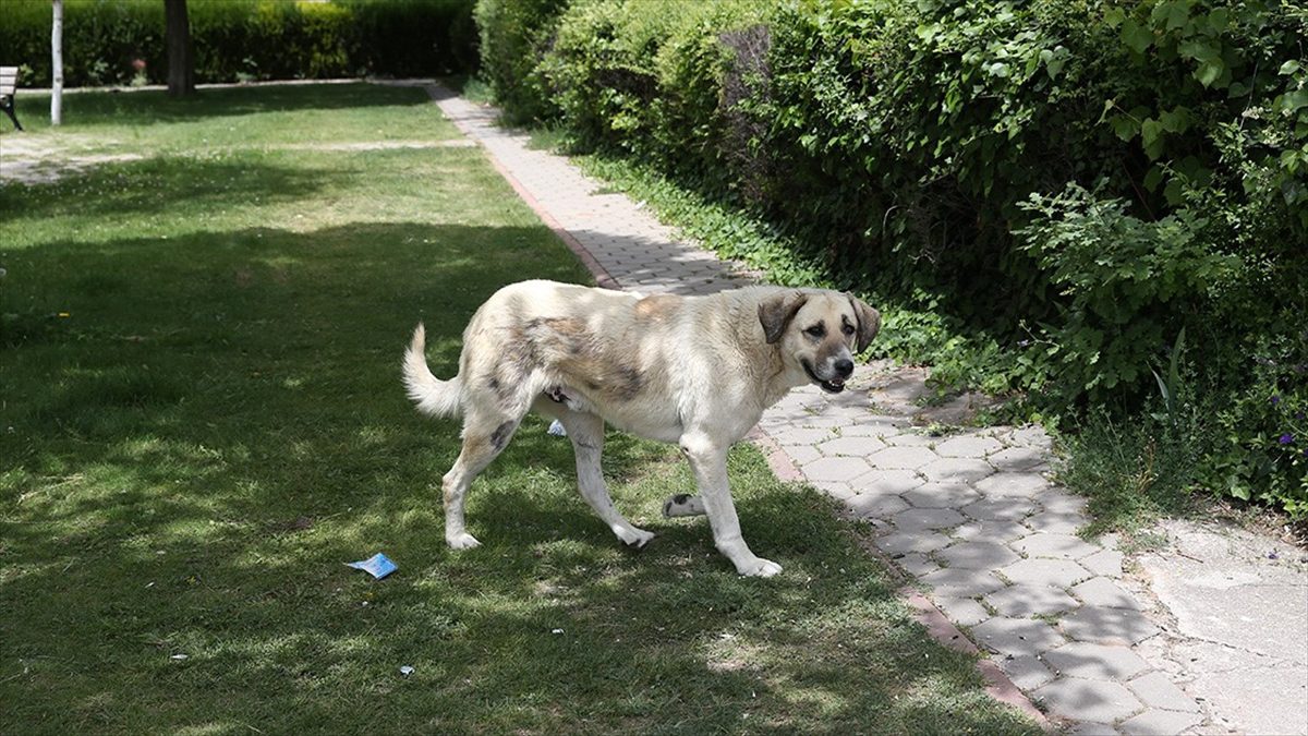 Türkiye'de uzun zamandır gündemde yer alan sahip köpekler ve saldırılarına